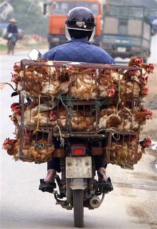 Figure 1: Common practice of transporting poultry in India. We can improve the ways in which these birds can feel comfortable. Like we can use modern transport system in which these birds feel free & comfortable.