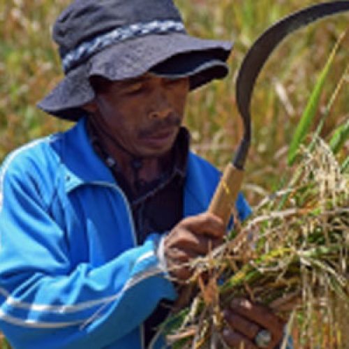 UN committee approves declaration on the rights of peasants