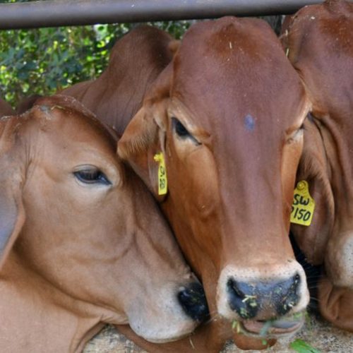 Animal Welfare Board of India recommends National Code of Practices for Dairy Animals in India